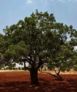 Fast Growing Trees Pistachio Tree Nut Trees