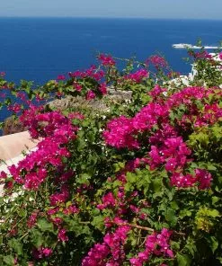Fast Growing Trees Pink Pixie Bougainvillea 7 Fast Growing Trees Pink Pixie Bougainvillea