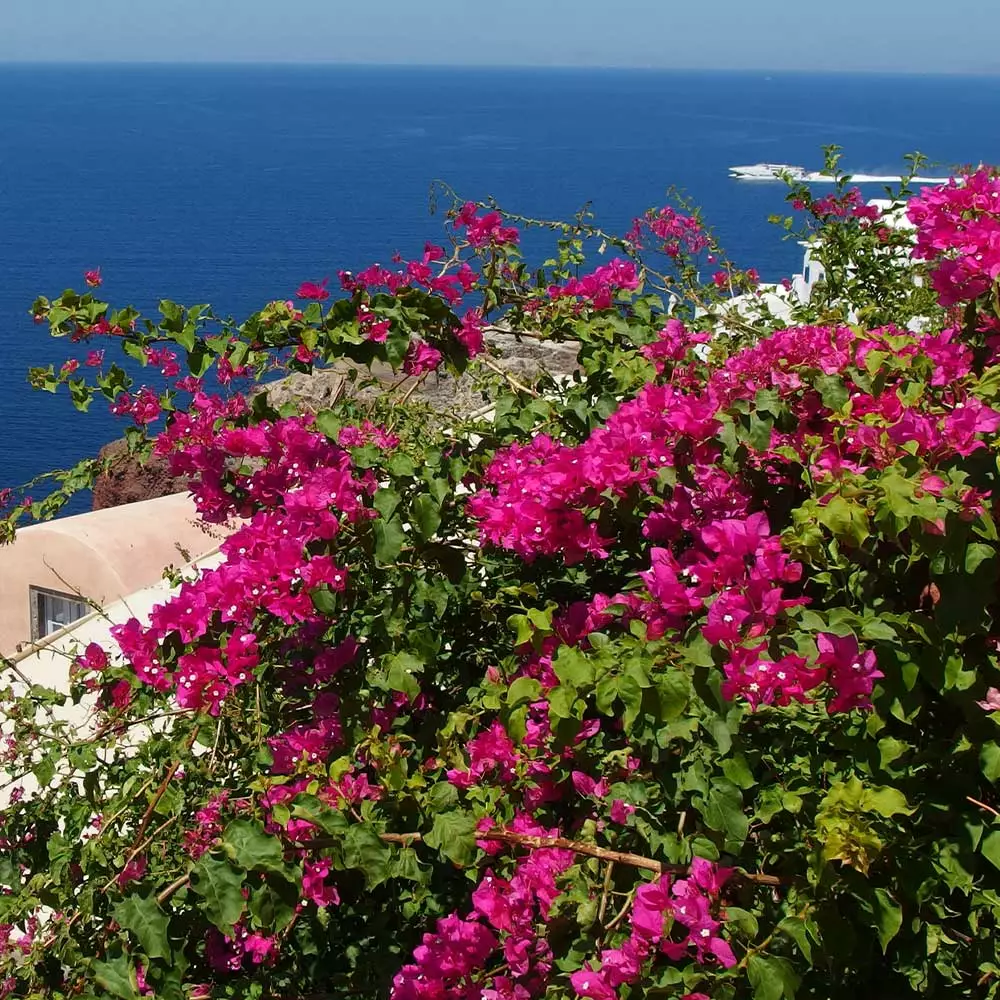 Fast Growing Trees Pink Pixie Bougainvillea 5 Fast Growing Trees Pink Pixie Bougainvillea