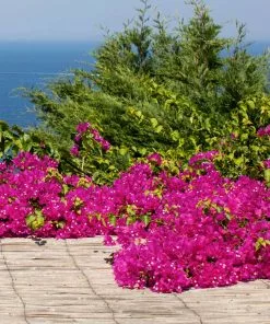 Fast Growing Trees Pink Pixie Bougainvillea