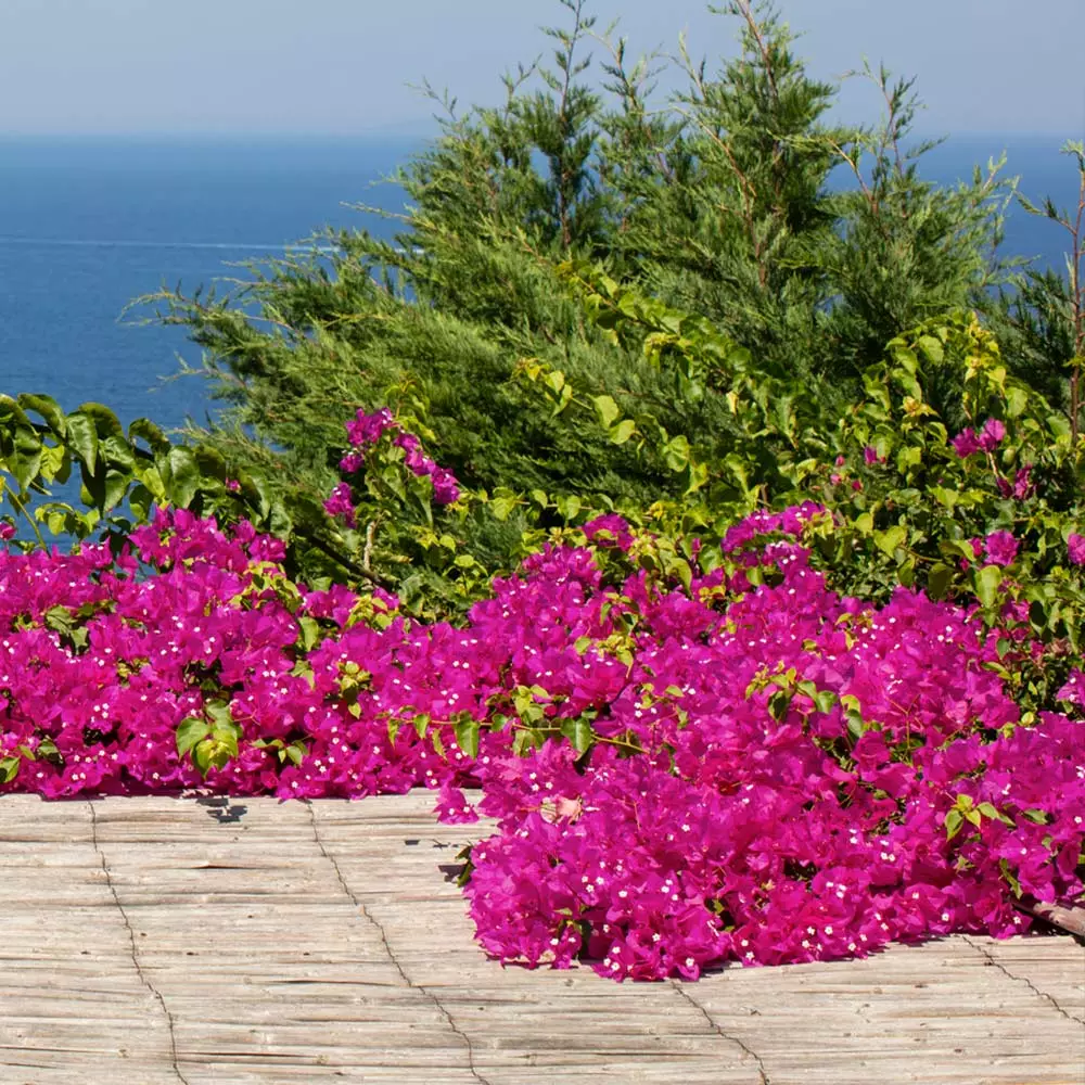 Fast Growing Trees Pink Pixie Bougainvillea 4 Fast Growing Trees Pink Pixie Bougainvillea