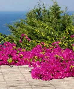 Fast Growing Trees Pink Pixie Bougainvillea
