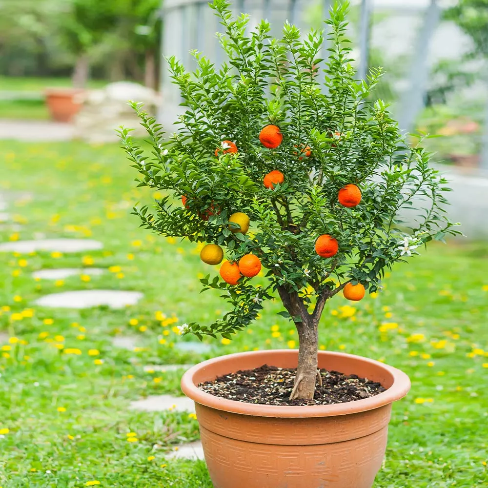 Fast Growing Trees Pixie Mandarin Tree Citrus Trees 4 Fast Growing Trees Pixie Mandarin Tree Citrus Trees