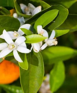 Fast Growing Trees Pixie Mandarin Tree Citrus Trees 8 Fast Growing Trees Pixie Mandarin Tree Citrus Trees