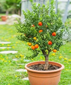 Fast Growing Trees Pixie Mandarin Tree Citrus Trees