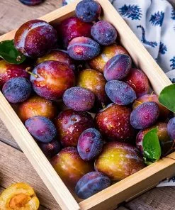 Fast Growing Trees 4-in-1 Plum Surprise