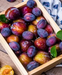 Fast Growing Trees Plum Trees 3-in-1 Plum Surprise