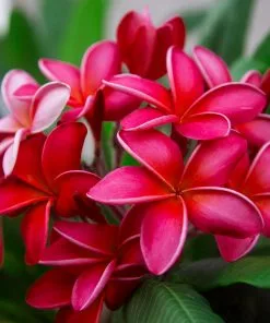 Fast Growing Trees Plumeria See All Flowering Trees