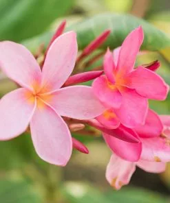 Fast Growing Trees Plumeria See All Flowering Trees