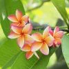 Fast Growing Trees Plumeria See All Flowering Trees 1 Fast Growing Trees Plumeria See All Flowering Trees