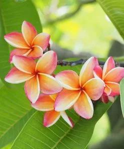 Fast Growing Trees Plumeria See All Flowering Trees