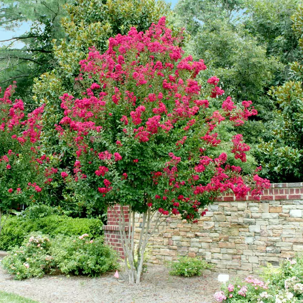 Fast Growing Trees Crape Myrtles Pink Velour Crape Myrtle 7 Fast Growing Trees Crape Myrtles Pink Velour Crape Myrtle