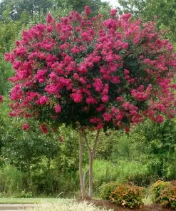 Fast Growing Trees Crape Myrtles Pink Velour Crape Myrtle 11 Fast Growing Trees Crape Myrtles Pink Velour Crape Myrtle