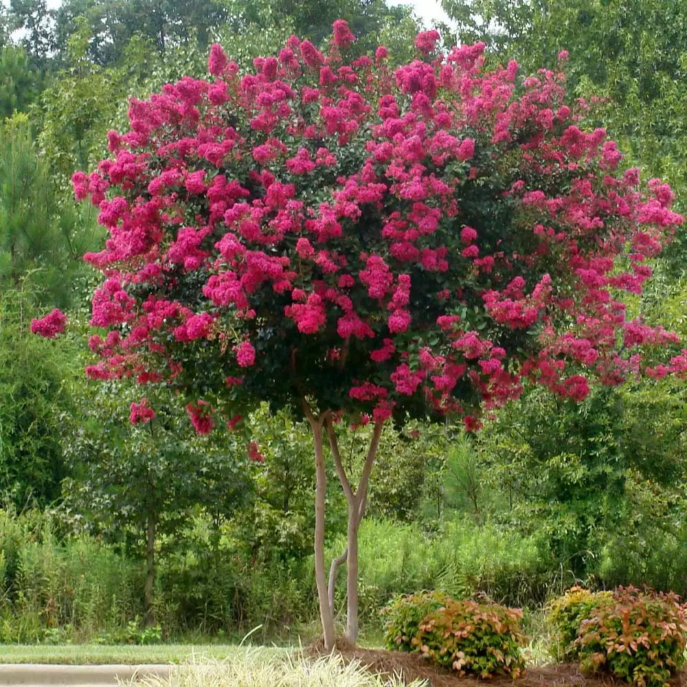 Fast Growing Trees Crape Myrtles Pink Velour Crape Myrtle 5 Fast Growing Trees Crape Myrtles Pink Velour Crape Myrtle