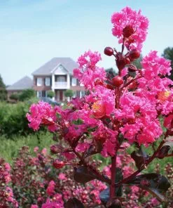 Fast Growing Trees Crape Myrtles Pink Velour Crape Myrtle 12 Fast Growing Trees Crape Myrtles Pink Velour Crape Myrtle