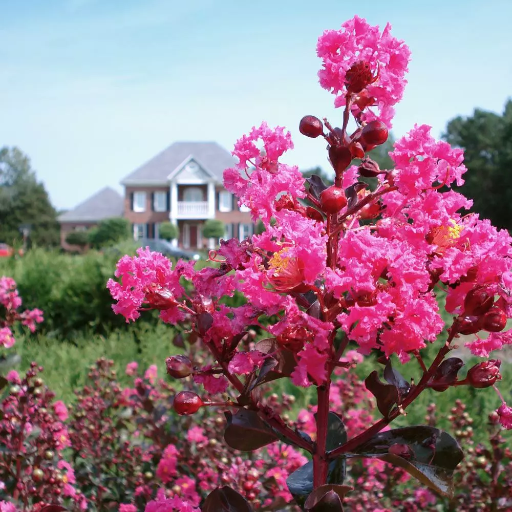 Fast Growing Trees Crape Myrtles Pink Velour Crape Myrtle 6 Fast Growing Trees Crape Myrtles Pink Velour Crape Myrtle