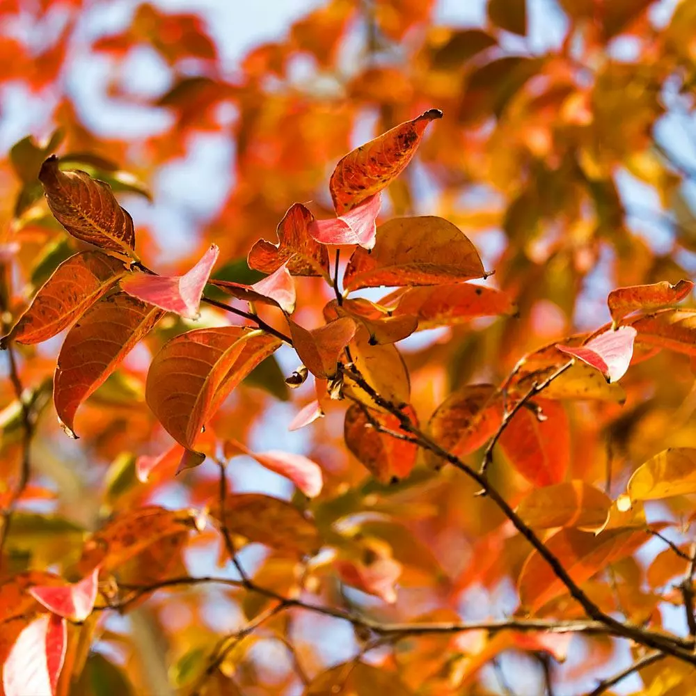 Fast Growing Trees Crape Myrtles Pink Velour Crape Myrtle 8 Fast Growing Trees Crape Myrtles Pink Velour Crape Myrtle