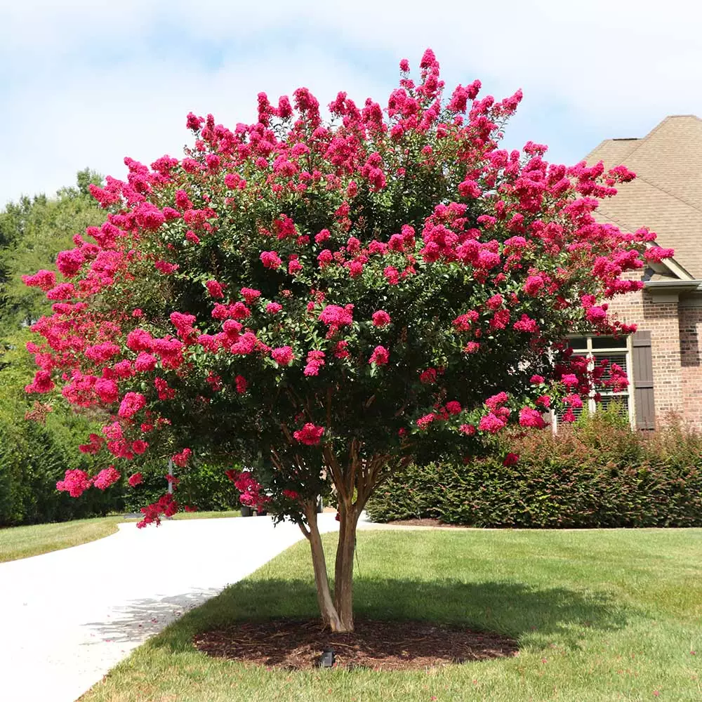 Fast Growing Trees Crape Myrtles Pink Velour Crape Myrtle 4 Fast Growing Trees Crape Myrtles Pink Velour Crape Myrtle