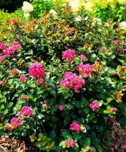 Fast Growing Trees Crape Myrtles Pocomoke Crape Myrtle 7 Fast Growing Trees Crape Myrtles Pocomoke Crape Myrtle