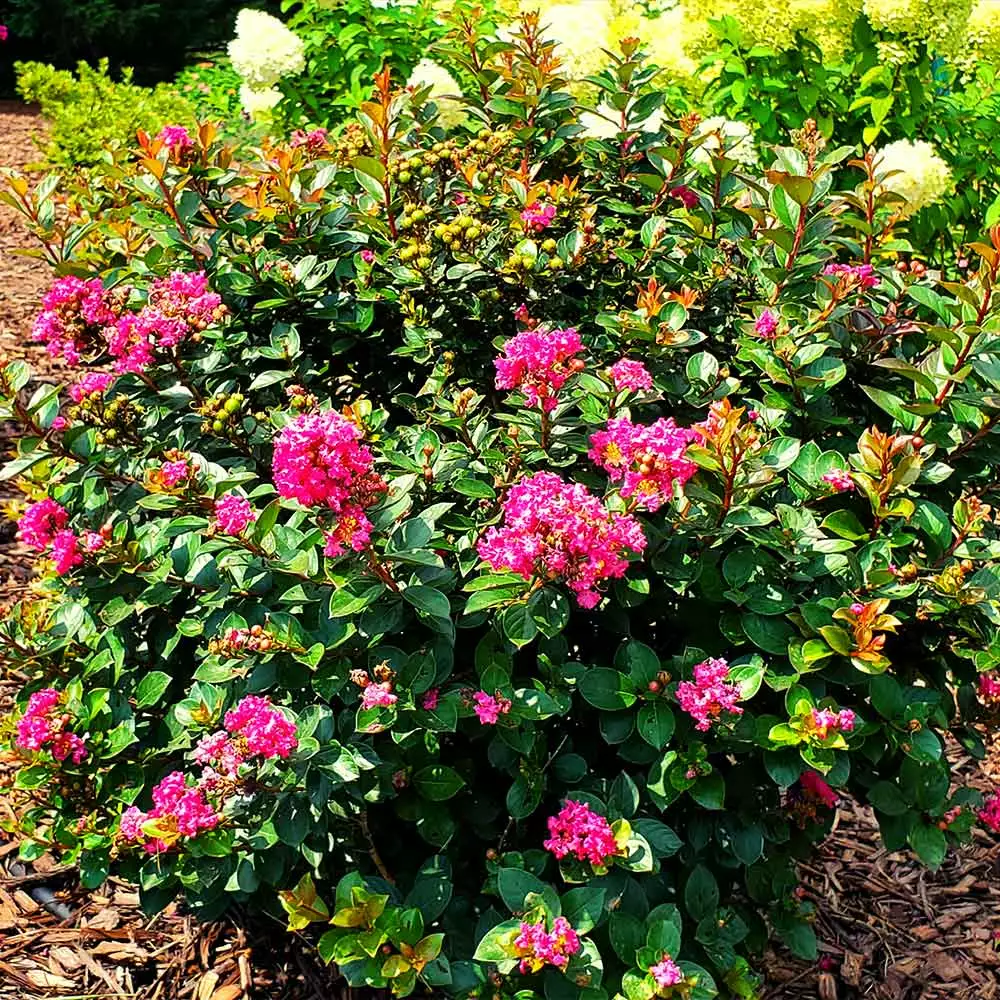 Fast Growing Trees Crape Myrtles Pocomoke Crape Myrtle 5 Fast Growing Trees Crape Myrtles Pocomoke Crape Myrtle