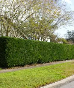 Fast Growing Trees See All Evergreen & Privacy Trees Yew Podocarpus 12 Fast Growing Trees See All Evergreen & Privacy Trees Yew Podocarpus