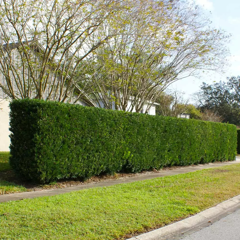 Fast Growing Trees See All Evergreen & Privacy Trees Yew Podocarpus 5 Fast Growing Trees See All Evergreen & Privacy Trees Yew Podocarpus