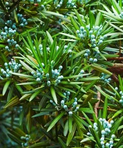 Fast Growing Trees See All Evergreen & Privacy Trees Yew Podocarpus 16 Fast Growing Trees See All Evergreen & Privacy Trees Yew Podocarpus