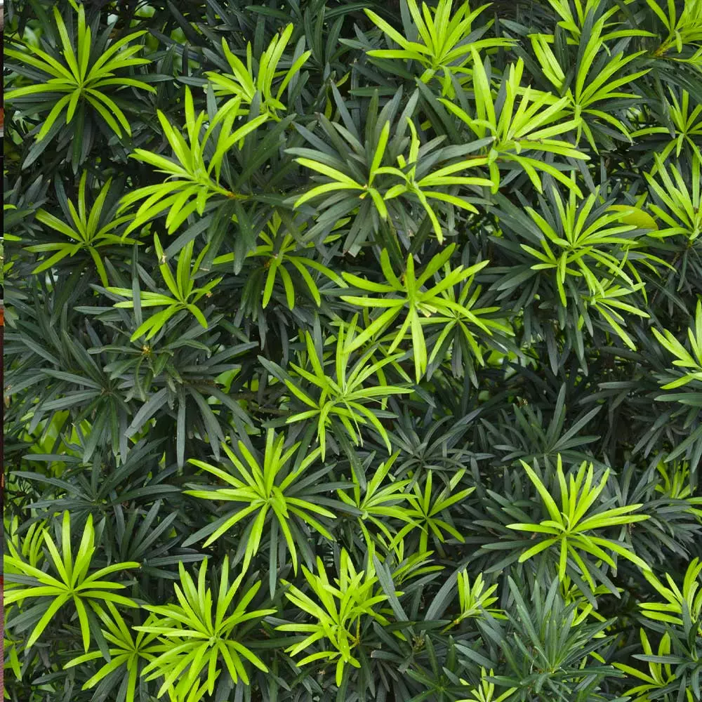 Fast Growing Trees See All Evergreen & Privacy Trees Yew Podocarpus Tree 6 Fast Growing Trees See All Evergreen & Privacy Trees Yew Podocarpus Tree