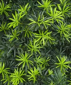 Fast Growing Trees See All Evergreen & Privacy Trees Yew Podocarpus 15 Fast Growing Trees See All Evergreen & Privacy Trees Yew Podocarpus