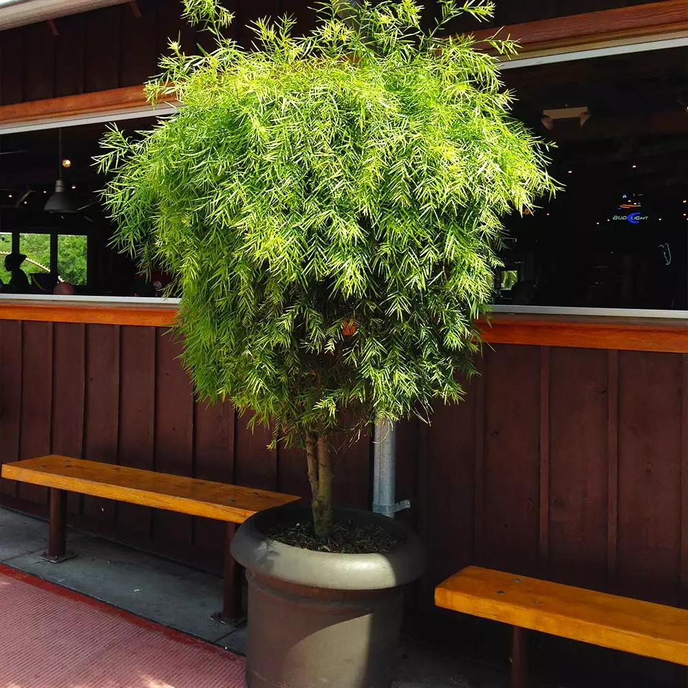 Fast Growing Trees See All Evergreen & Privacy Trees Yew Podocarpus 10 Fast Growing Trees See All Evergreen & Privacy Trees Yew Podocarpus