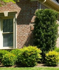 Fast Growing Trees See All Evergreen & Privacy Trees Yew Podocarpus 14 Fast Growing Trees See All Evergreen & Privacy Trees Yew Podocarpus