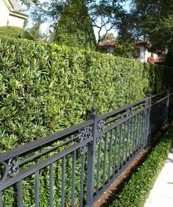 Fast Growing Trees See All Evergreen & Privacy Trees Yew Podocarpus