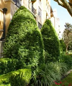Fast Growing Trees See All Evergreen & Privacy Trees Yew Podocarpus 13 Fast Growing Trees See All Evergreen & Privacy Trees Yew Podocarpus