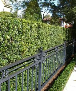 Fast Growing Trees See All Evergreen & Privacy Trees Yew Podocarpus