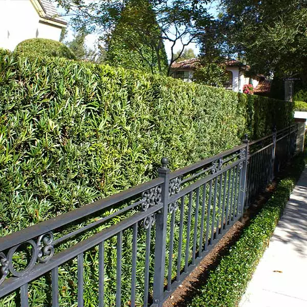 Fast Growing Trees See All Evergreen & Privacy Trees Yew Podocarpus 3 Fast Growing Trees See All Evergreen & Privacy Trees Yew Podocarpus