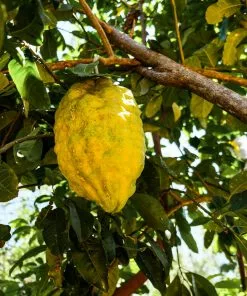 Fast Growing Trees Ponderosa Lemon Bush Citrus Trees 9 Fast Growing Trees Ponderosa Lemon Bush Citrus Trees