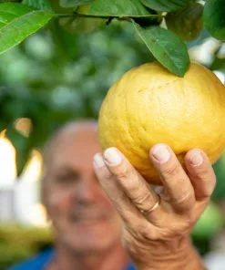 Fast Growing Trees Ponderosa Lemon Bush Citrus Trees