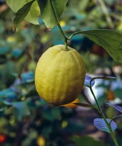 Fast Growing Trees Ponderosa Lemon Bush Citrus Trees 8 Fast Growing Trees Ponderosa Lemon Bush Citrus Trees