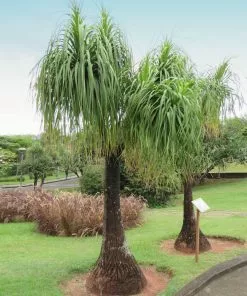Fast Growing Trees Ponytail Palm