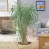 Fast Growing Trees Ponytail Palm