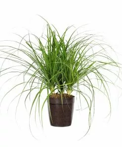 Fast Growing Trees Ponytail Palm