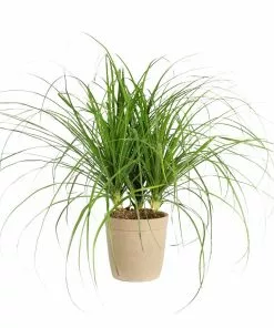 Fast Growing Trees Ponytail Palm