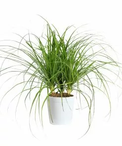 Fast Growing Trees Ponytail Palm