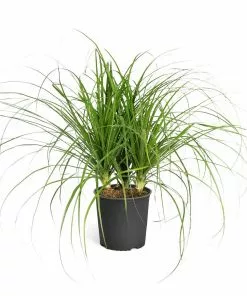 Fast Growing Trees Ponytail Palm