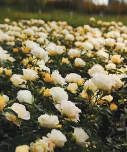 Fast Growing Trees Roses Popcorn Drift® Rose