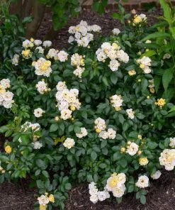 Fast Growing Trees Roses Popcorn Drift® Rose 7 Fast Growing Trees Roses Popcorn Drift® Rose