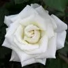 Fast Growing Trees Pope John Paul II Rose Shrub Roses 1 Fast Growing Trees Pope John Paul II Rose Shrub Roses