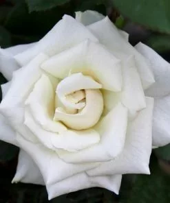 Fast Growing Trees Pope John Paul II Rose Shrub Roses