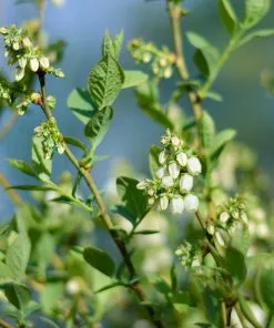 Fast Growing Trees Blueberry Bushes Powderblue Blueberry - USDA Organic 11 Fast Growing Trees Blueberry Bushes Powderblue Blueberry - USDA Organic