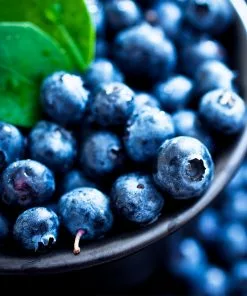 Fast Growing Trees Blueberry Bushes Powderblue Blueberry 10 Fast Growing Trees Blueberry Bushes Powderblue Blueberry